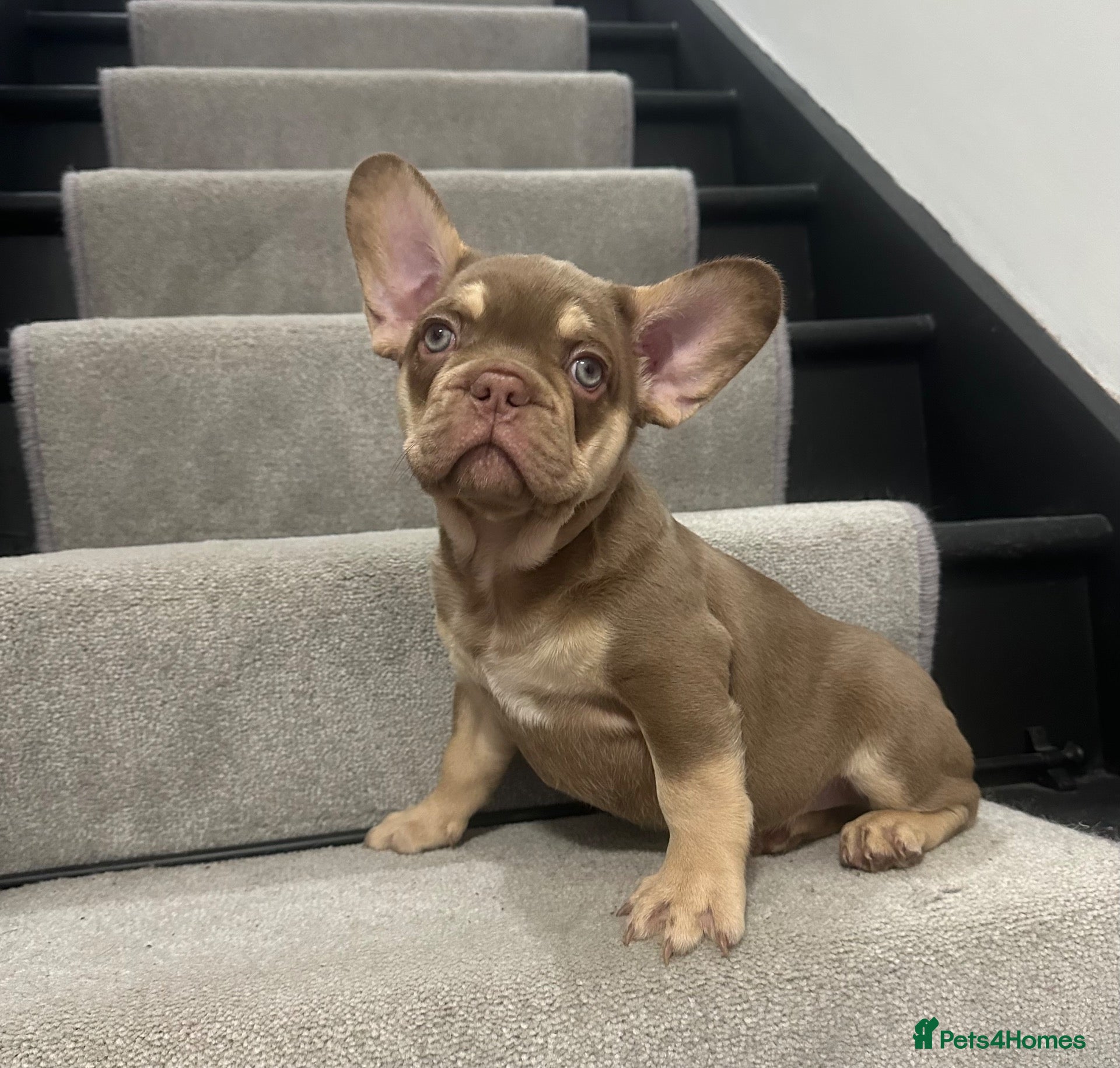 French Bulldog dogs Reduced 2 stunning french bulldog boys left - Advert 18
