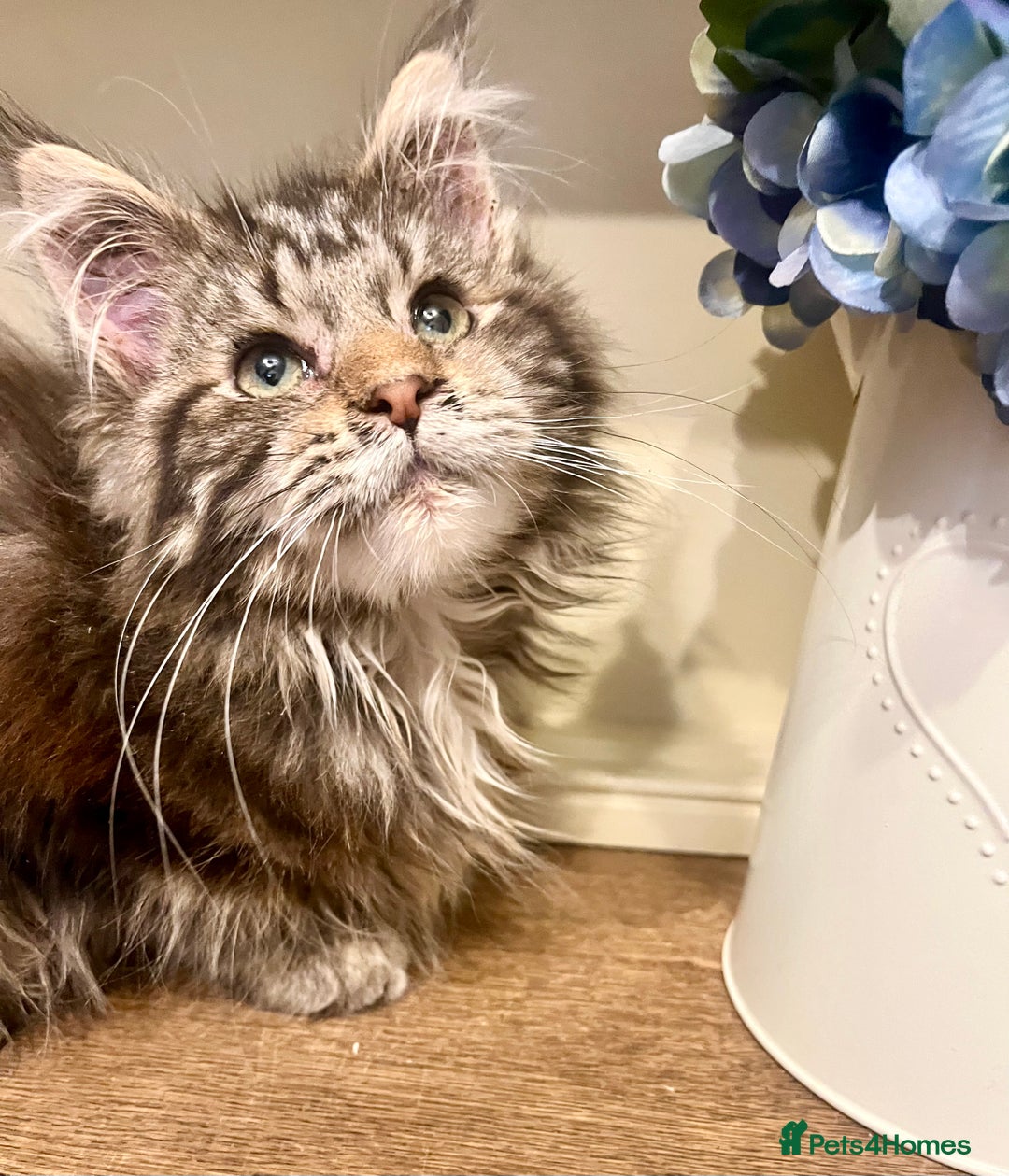 Maine Coon cats for sale: 2 Gorgeous Maine Coon Girl kittens - Advert 4