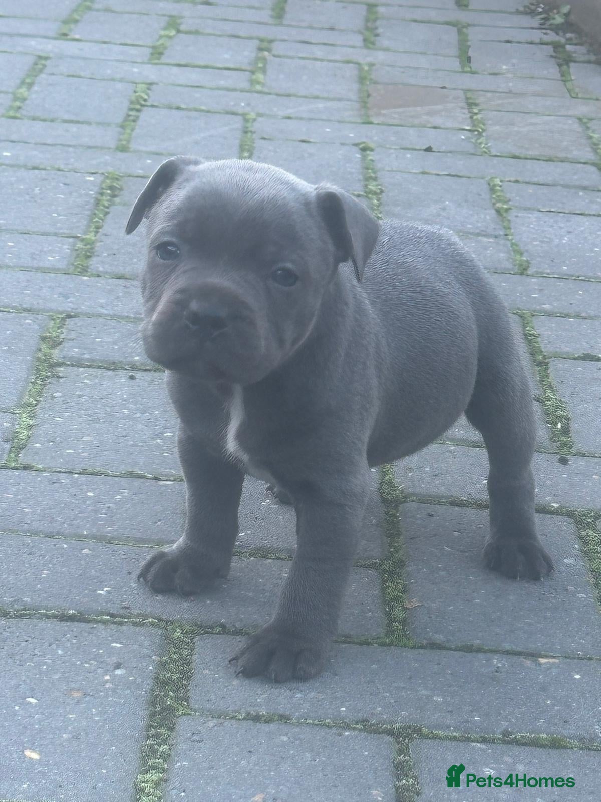 Staffordshire Bull Terrier dogs classical blue staffys - Advert 10