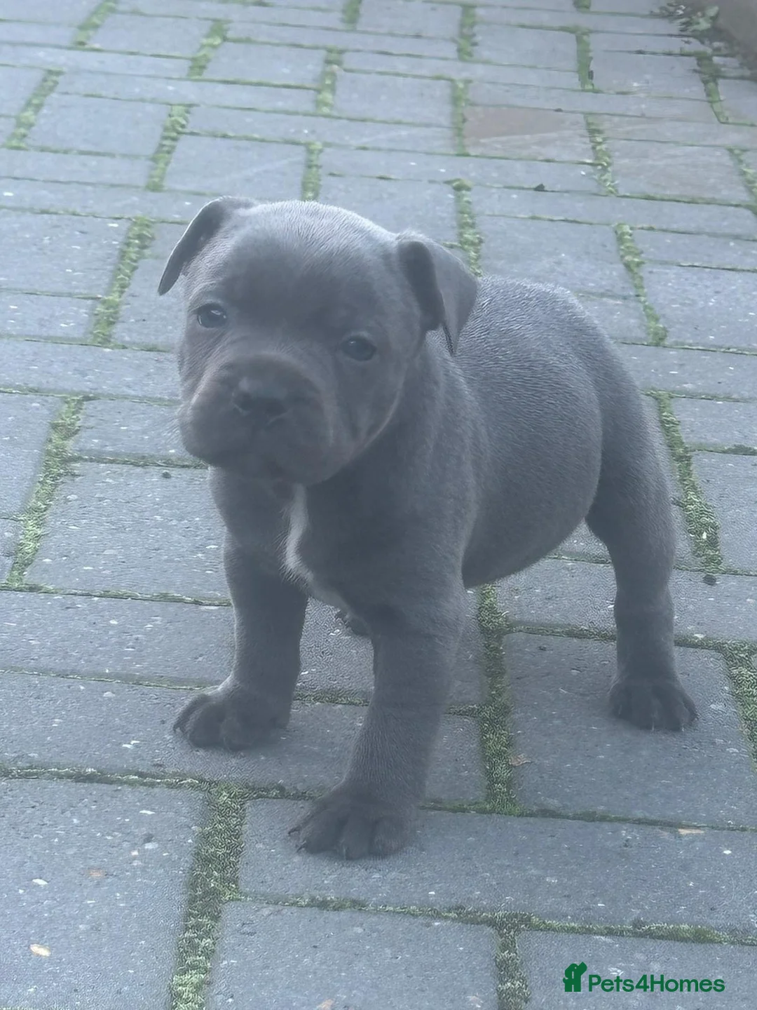 Staffordshire Bull Terrier dogs for sale: classical blue staffys - Advert 1