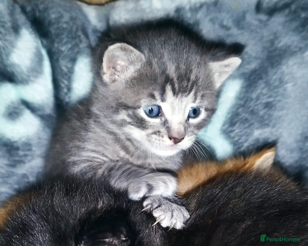 Mixed Breed cats for sale: Amazing, very beautiful kittens 3 boys, 1 girl - Advert 14