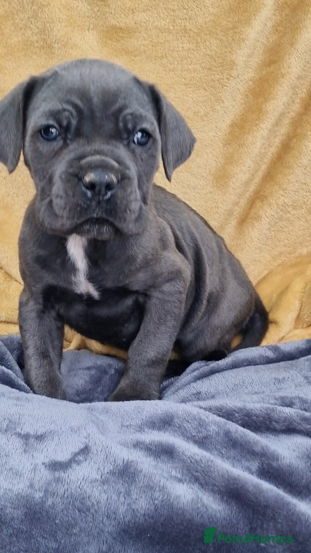 Mixed Breed dogs for sale: Cane Corso X Neapolitan Mastiff mix pups for sale - Advert 21