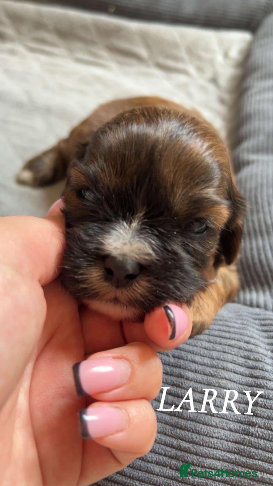 Cava Tzu Puppy 7