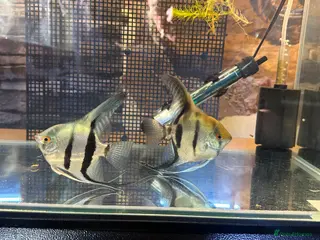 Angelfish fish Breeding Angel Fish - Advert 1
