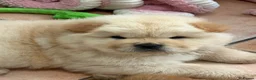 Chow Chow dogs for sale: Cream chow chow puppies - Advert 3