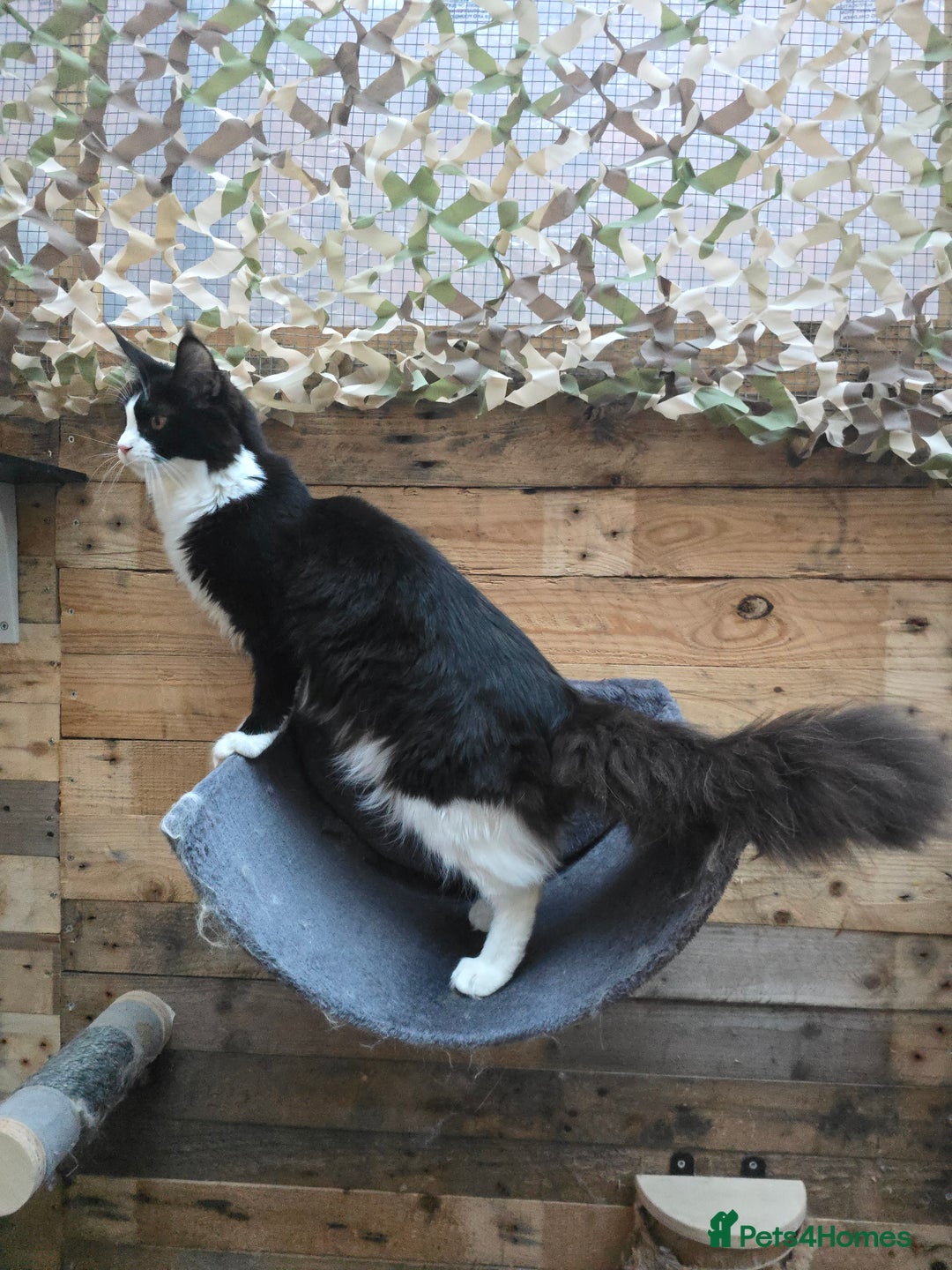 Maine Coon cats for sale: Stunning Active Adult Female Black Bicolor - Advert 9