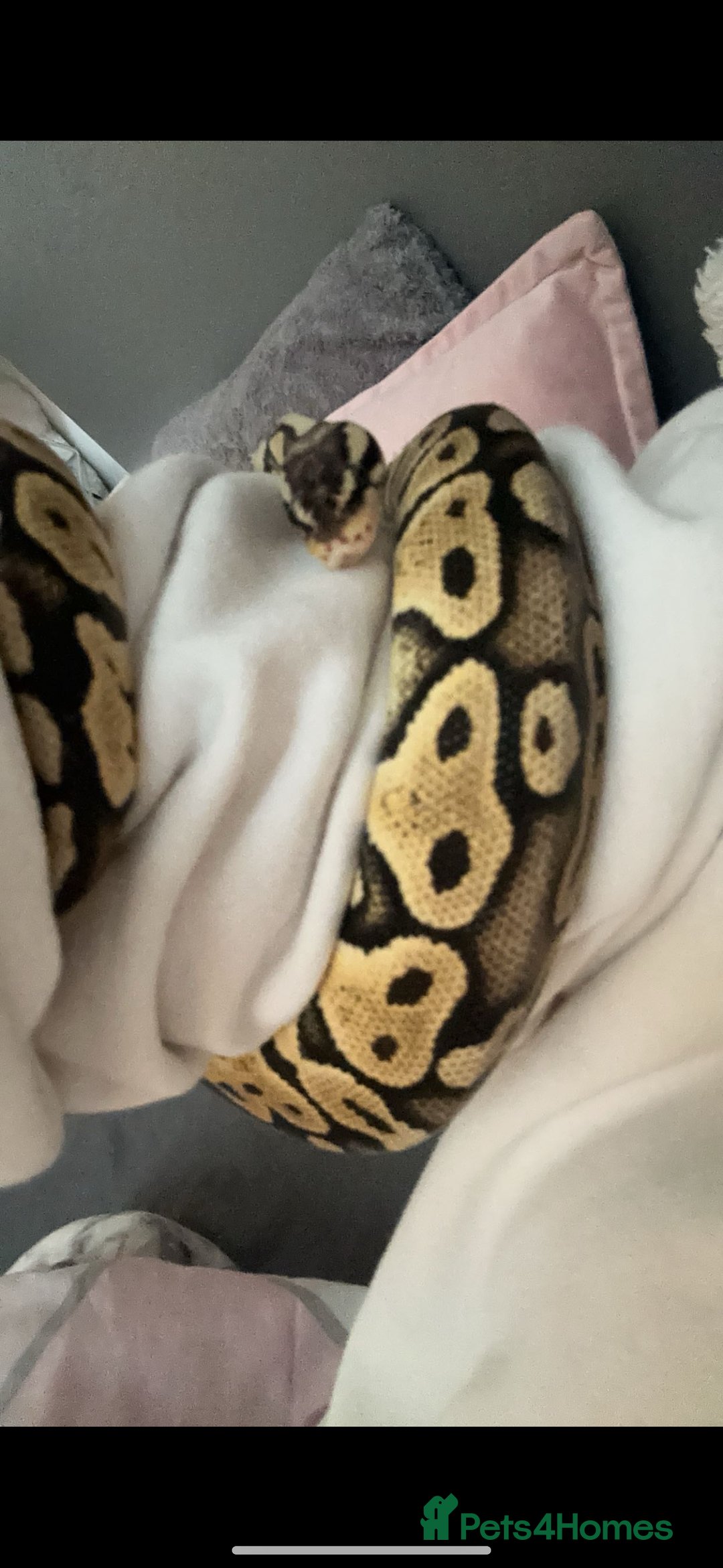 Python Snake reptiles for sale: Male ball python  - Advert 3