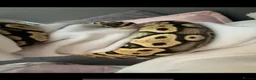 Python Snake reptiles for sale: Male ball python  - Advert 3