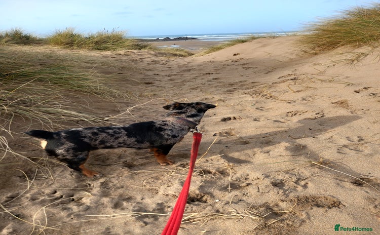 Jack Russell dogs - Advert 1