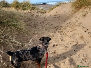 Jack Russell dogs - Advert 36