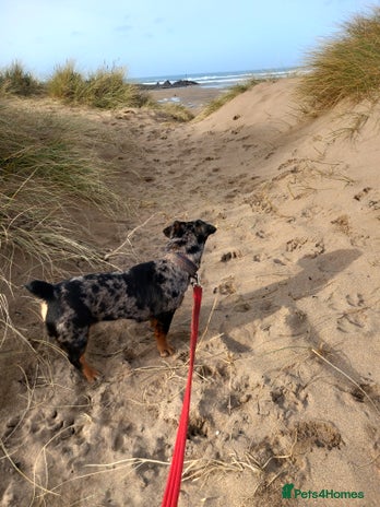 Jack Russell dogs - Advert 2