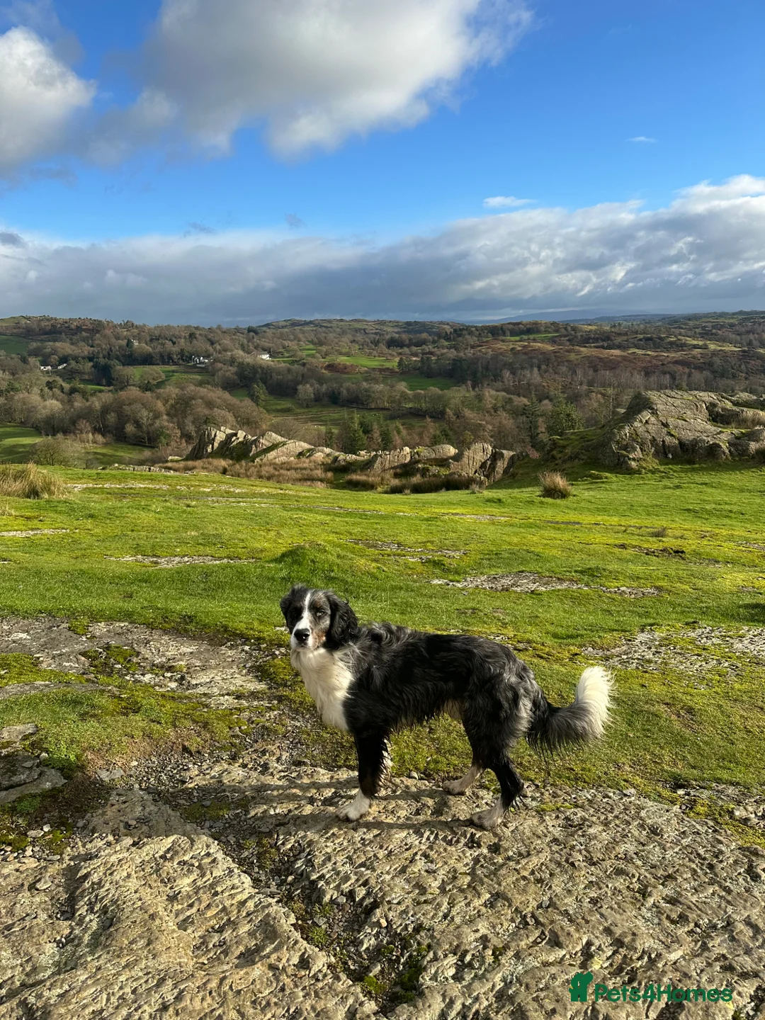 Sprollie dogs for stud: Marle blue sprollie for stud  in High Wycombe - Advert 2