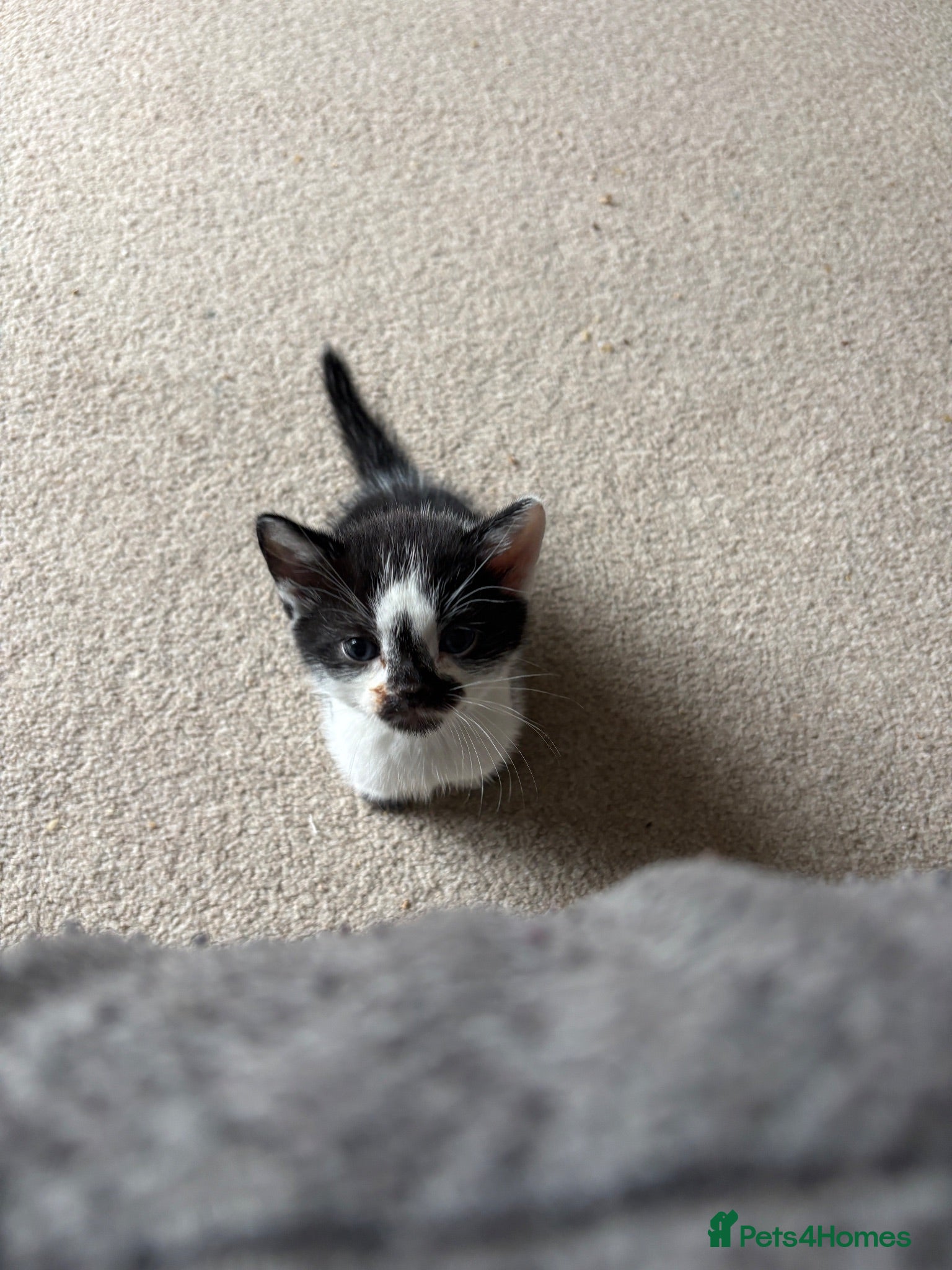 Munchkin cats Munchkin/dwarf tuxedo  - Advert 3