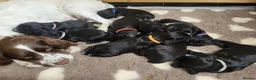 Sprocker dogs for sale: Beautiful, healthy Spaniel puppies. in Dover - Advert 26