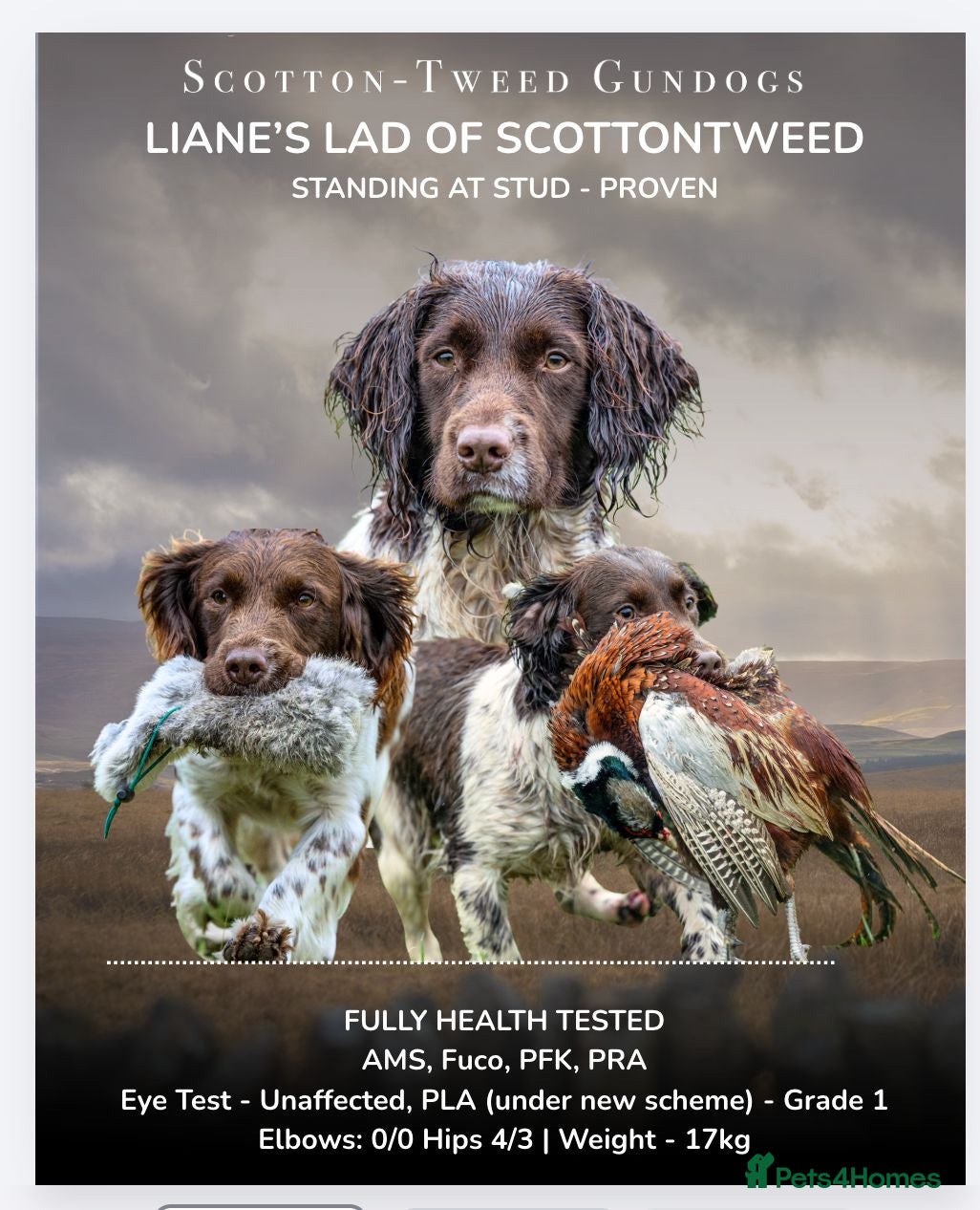 English Springer Spaniel dogs Standing at Stud - Advert 1