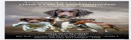 English Springer Spaniel dogs for stud: Standing at Stud - Advert 1
