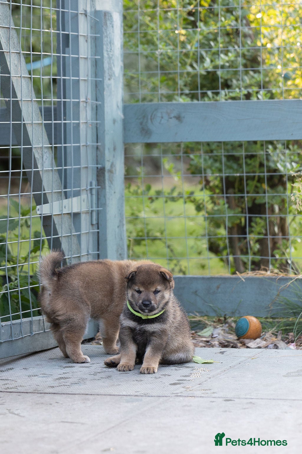 Japanese Shiba Inu dogs Rare Black Sesame Shiba | Japanese Bloodlines - Advert 2