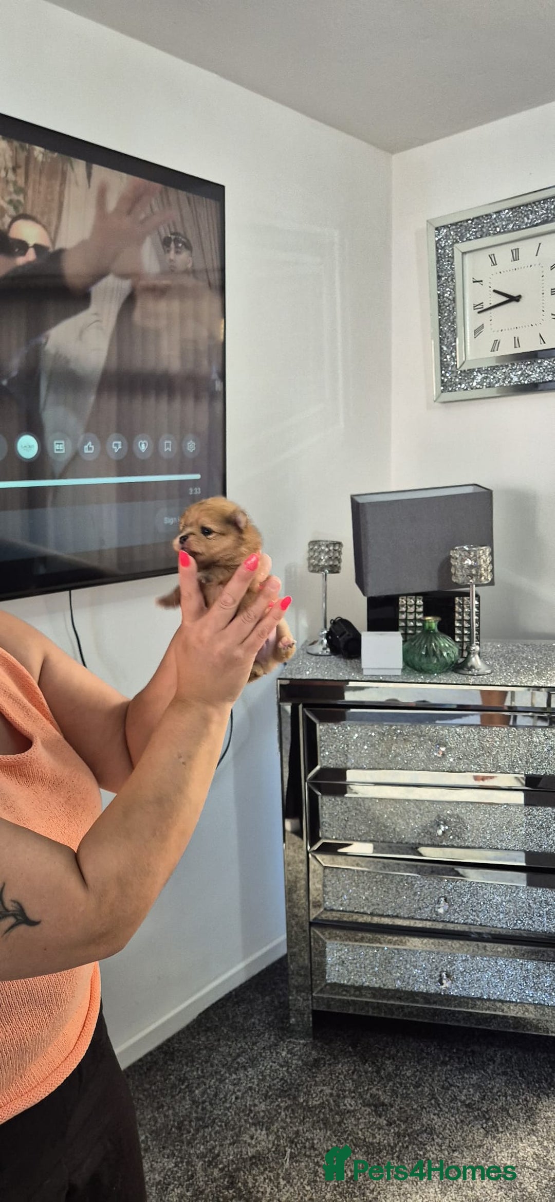 Pomeranian dogs for sale: Pomeranian teddy face xs size  - Image 12