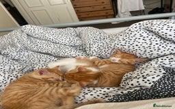 Mixed Breed cats for sale: 3 gorgeous ginger kittens available  - Image 2