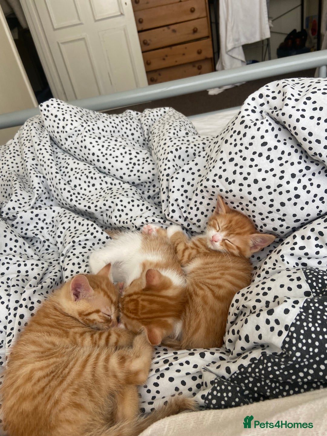 Mixed Breed cats for sale: 3 gorgeous ginger kittens available  - Image 2
