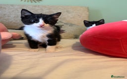 Mixed Breed cats for sale: Good Homes Only - Image 4