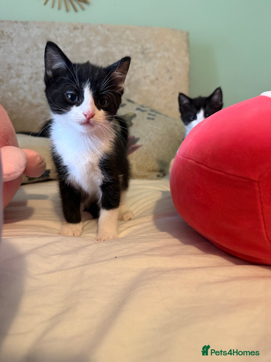 Mixed Breed cats for sale: Good Homes Only - Image 4