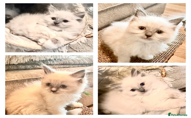 Ragdoll cats - Advert 13