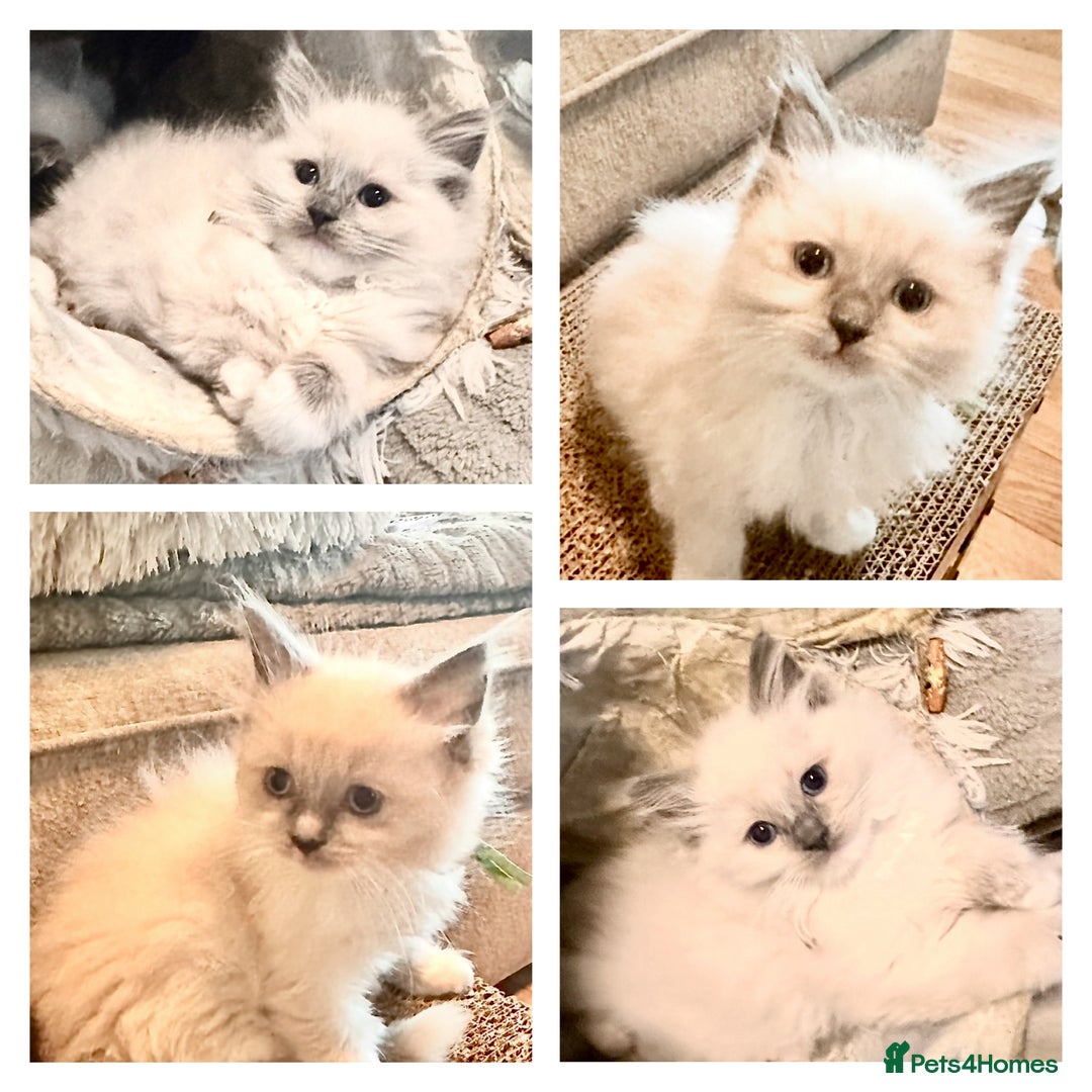 Ragdoll cats for sale: traditional Mitted ragdoll’s - Image 1