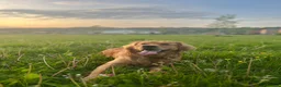 Golden Retriever dogs for stud: HANDSOME DARK GOLDEN RETRIEVER STUD-PICK OF LITTER - Advert 37