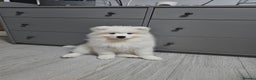 Samoyed dogs for sale: Beautiful, cheerful Samoyeds.  - Advert 6