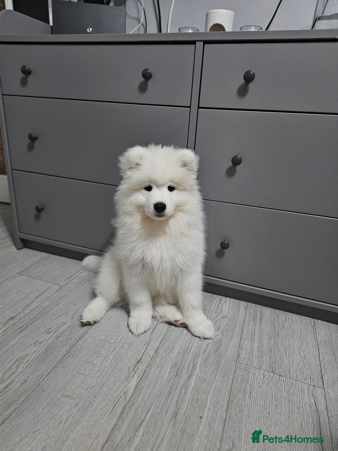 Samoyed dogs for sale: Beautiful, cheerful Samoyeds.  - Advert 6
