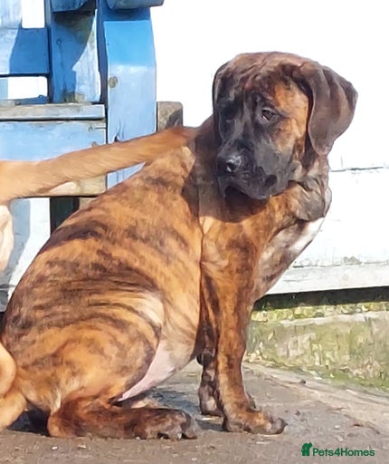 Gallery Image {{count}}