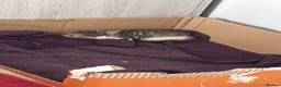 Mixed Breed cats for sale: Tabby and black kittens - Advert 7