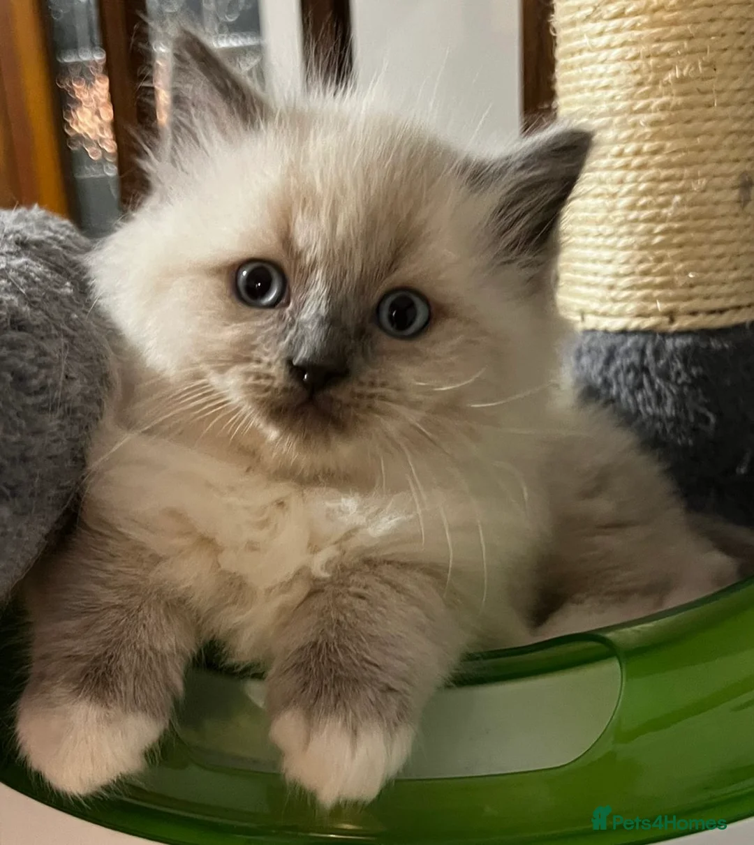 Ragdoll cats for sale: Ragdoll Kittens - Advert 32