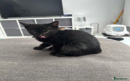 British Longhair cats for sale: 4 x kittens for sale (2 male 2 female) - Image 3