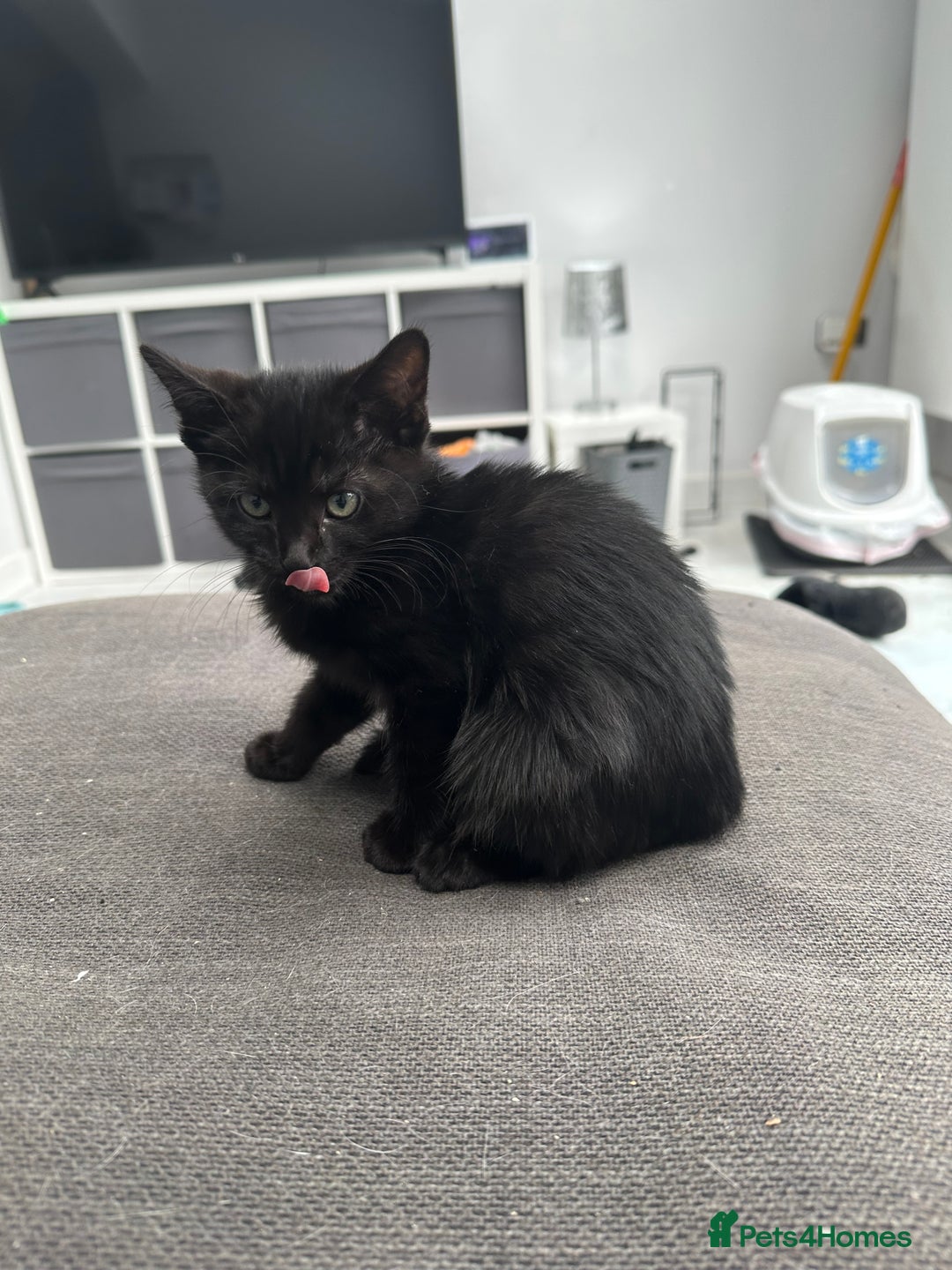 British Longhair cats for sale: 4 x kittens for sale (2 male 2 female) - Image 3