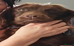 Cockapoo dogs for sale: KC CH LINE LIVER COCKER SPANIEL BITCHES - Advert 1