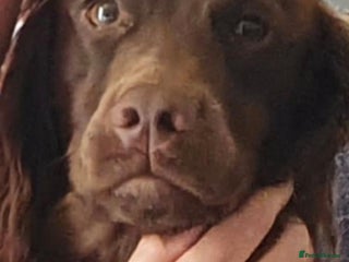 Cockapoo dogs KC CH LINE LIVER COCKER SPANIEL BITCHES - Advert 8