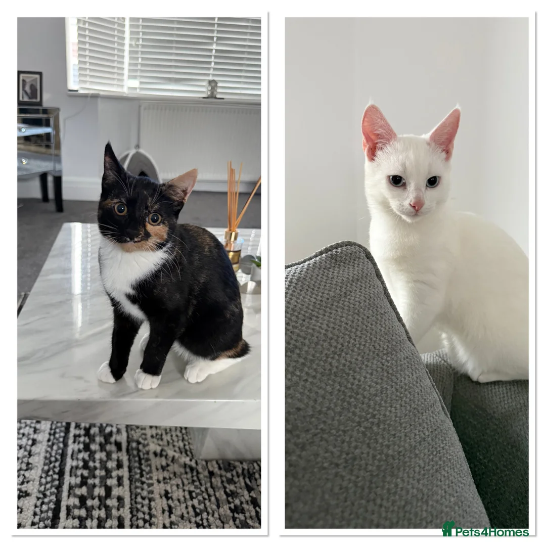 Mixed Breed cats for sale: 2 kittens looking for a loving home  - Advert 1