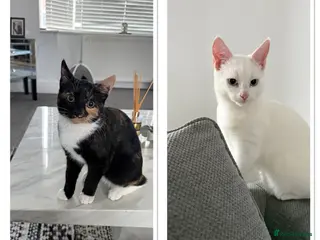 Mixed Breed cats 2 kittens looking for a loving home - Advert 1