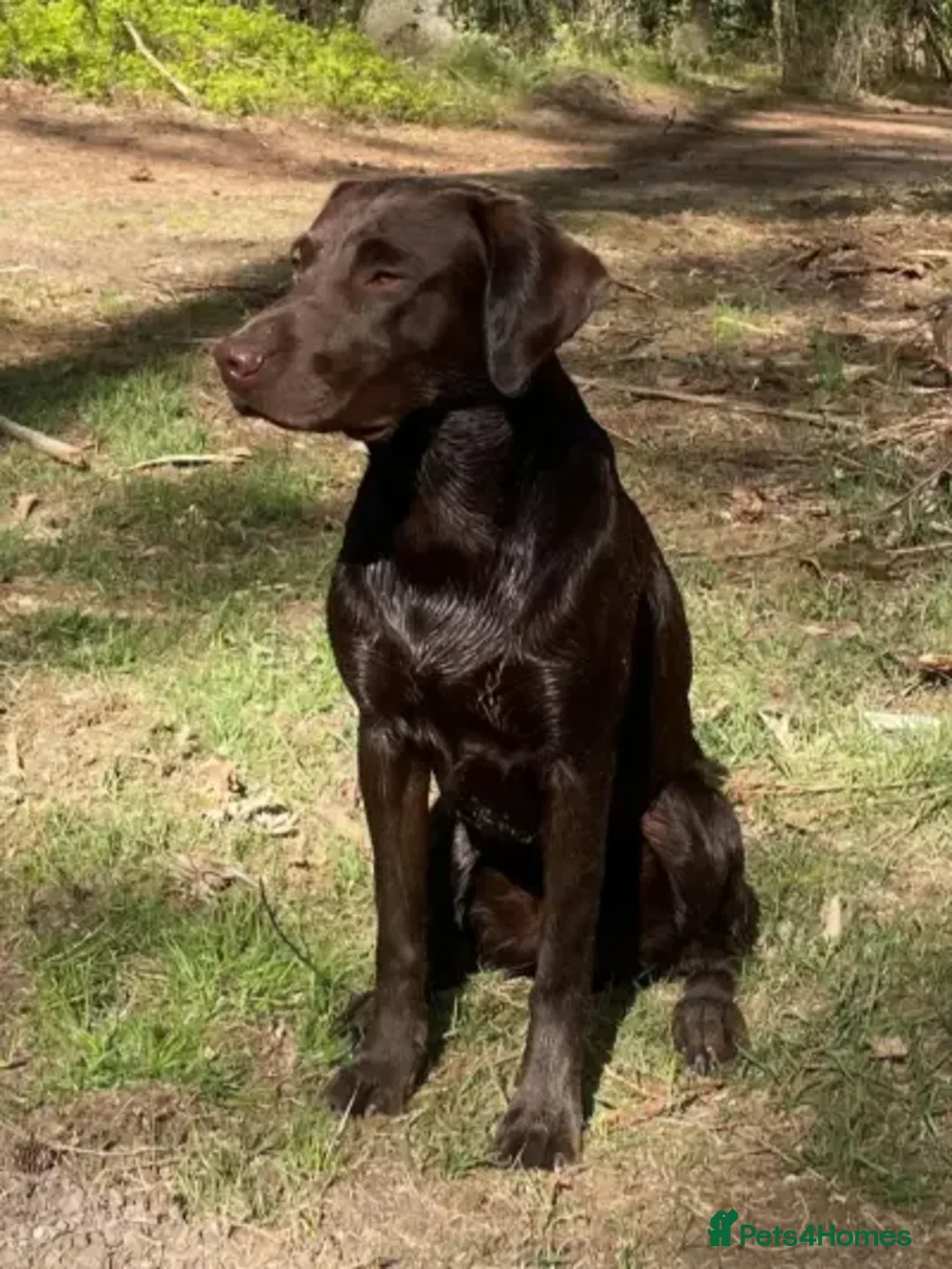 Labrador Retriever dogs for sale: Superb fully health tested chocolate labrador pups - Advert 2