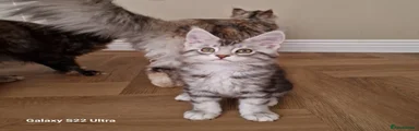 Maine Coon Kitten 2
