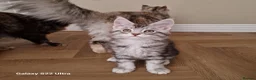 Maine Coon cats for sale: Licensed breeder-maine coon kittens - Advert 27