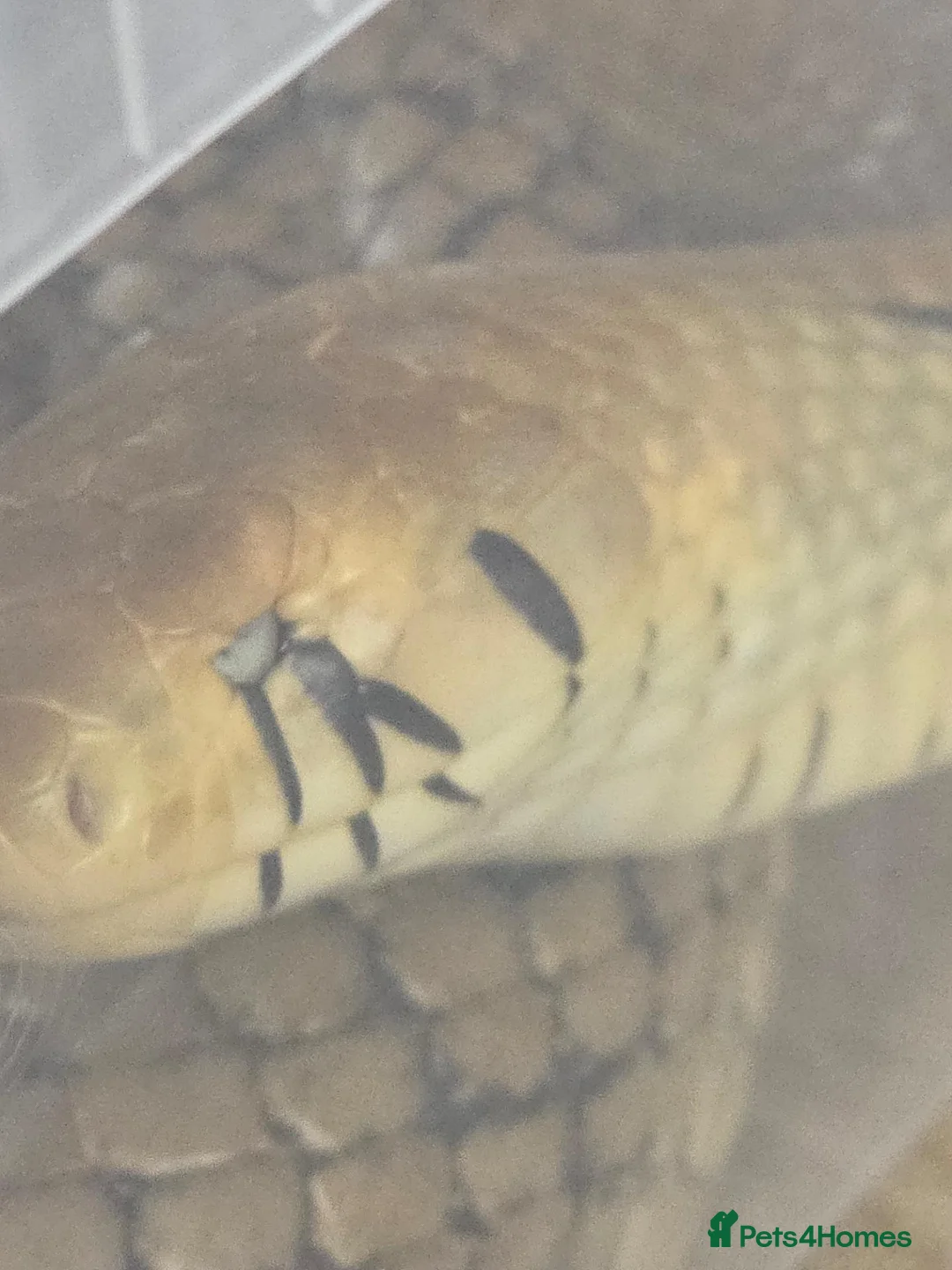 Snake reptiles for sale: Pairof Black Tailed cribos - Advert 8