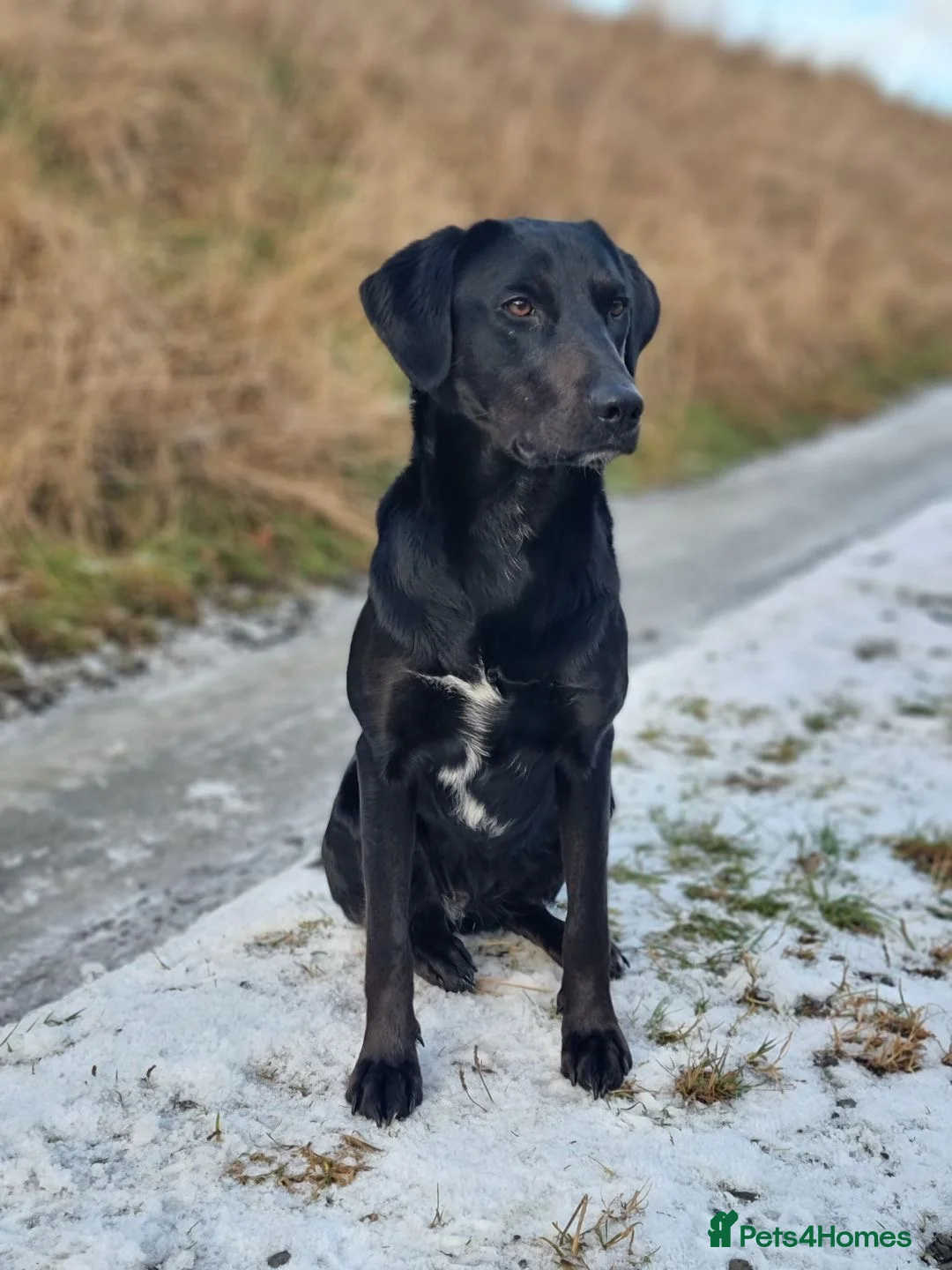 Mixed Breed dogs for sale: 5 black lab puppies waiting on forever homes - Advert 1