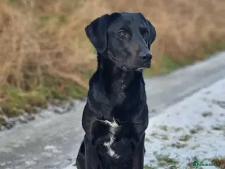 Mixed Breed dogs 5 black lab puppies waiting on forever homes - Advert 9