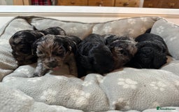 Cavapoo dogs for sale: Gorgeous Rare-Colouring Cavapoo Puppies - Image 11