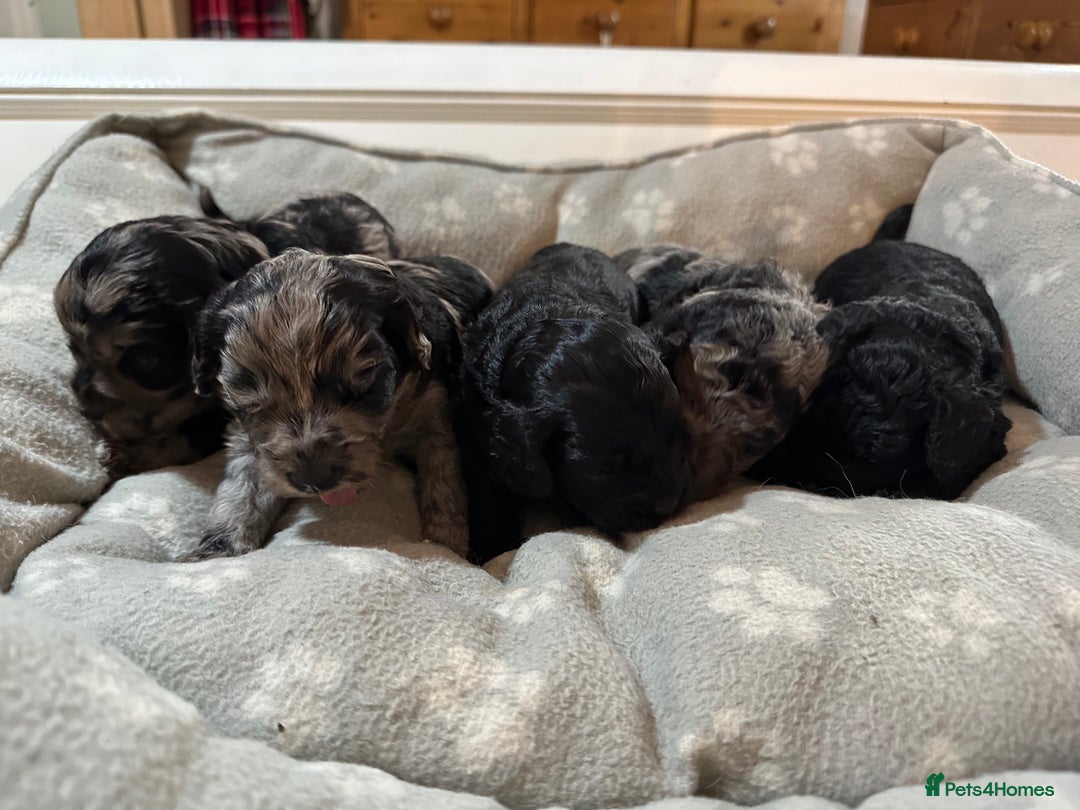 Cavapoo dogs for sale: Gorgeous Rare-Colouring Cavapoo Puppies - Image 11