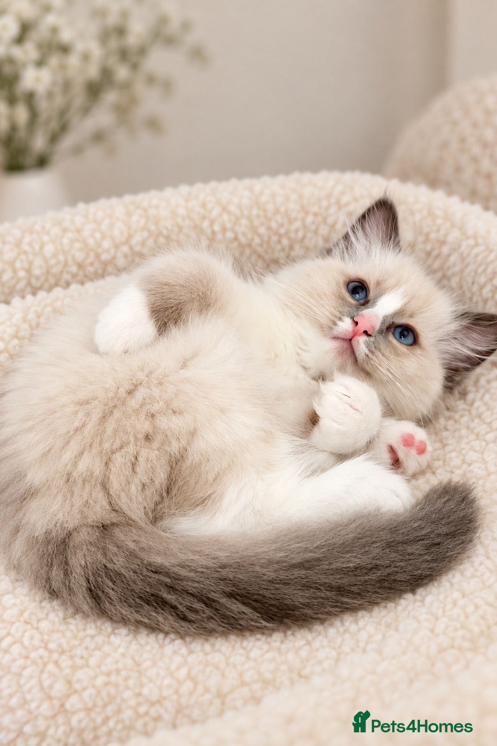 Ragdoll cats ✨GCCF REGISTERED RAGDOLLS CHAMPION BLOODLINES - Advert 15