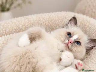 Ragdoll cats ✨GCCF REGISTERED RAGDOLLS CHAMPION BLOODLINES - Advert 15